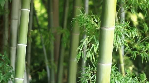 Μπαμπού Στο Δάσος Στο Takebayashi Park Στο Τόκιο Μια Φύση — Αρχείο Βίντεο