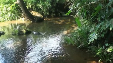 Çayı, Higashikurume Tokyo Minamisawa ormanda / onun Tokyo doğa konum. fotoğraf makinesi: Canon Eos 7d