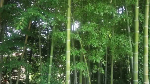 Bambú Bosque Parque Takebayashi Tokio Lugar Natural Tokio Cámara Canon — Vídeos de Stock