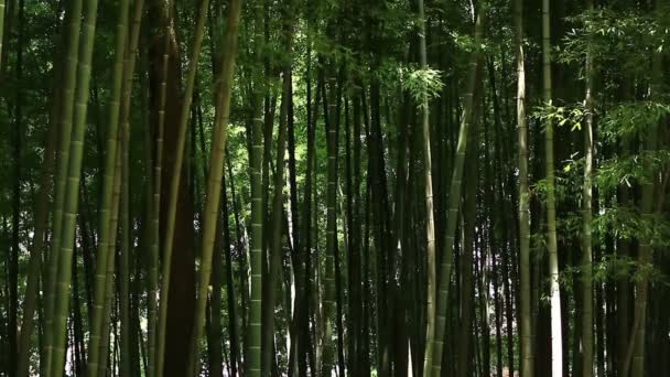 東京の竹林公園の竹 その自然の地東京 カメラ キヤノン Eos — ストック動画