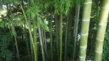 Bambu Takebayashi Park Tokyo ormandaki / onun Tokyo doğa konum. fotoğraf makinesi: Canon Eos 7d
