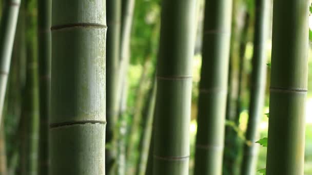 Bambu Floresta Parque Takebayashi Tóquio Uma Localização Natural Tóquio Câmera — Vídeo de Stock