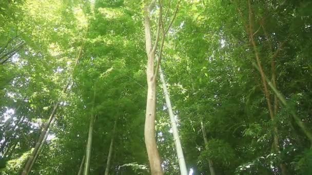 Бамбук Лесу Парке Такебаяси Токио Место Природы Токио Камера Canon — стоковое видео