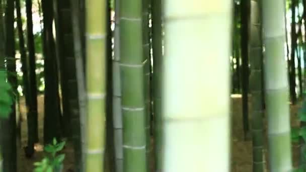 Bambus Lesie Parku Takebayashi Tokio Jego Charakter Lokalizacji Tokio Kamery — Wideo stockowe