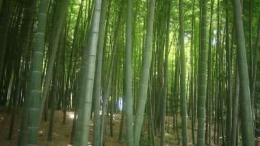 Bambu Takebayashi Park Tokyo ormandaki / onun Tokyo doğa konum. fotoğraf makinesi: Canon Eos 7d