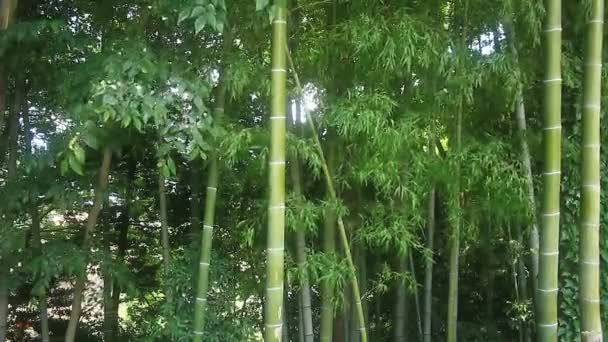 Bambou Dans Forêt Parc Takebayashi Tokyo Est Emplacement Naturel Tokyo — Video