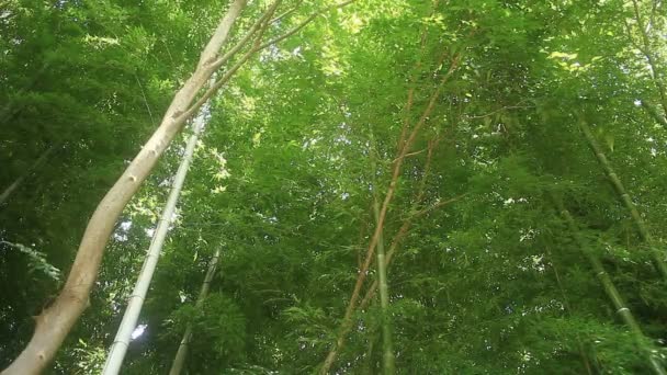 Bambú Bosque Parque Takebayashi Tokio Lugar Natural Tokio Cámara Canon — Vídeos de Stock