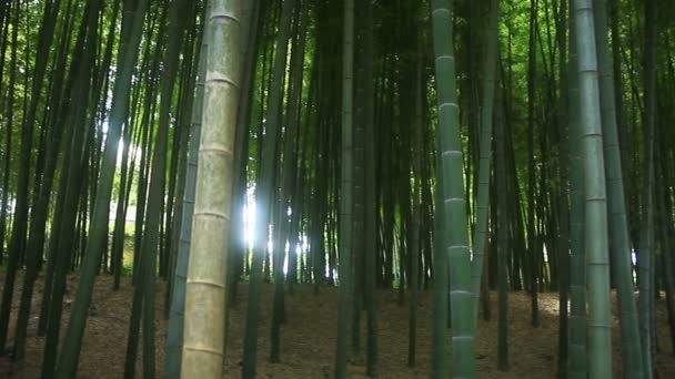 Bambu Floresta Parque Takebayashi Tóquio Uma Localização Natural Tóquio Câmera — Vídeo de Stock