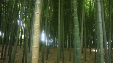 Bambu Takebayashi Park Tokyo ormandaki / onun Tokyo doğa konum. fotoğraf makinesi: Canon Eos 7d