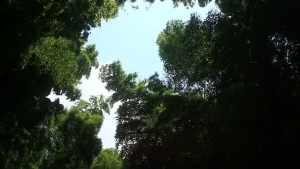 Bamboe Het Bos Takebayashi Park Tokio Zijn Een Natuur Locatie — Stockvideo