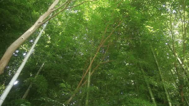 Bambu Takebayashi Park Tokyo Ormandaki Onun Tokyo Doğa Konum Fotoğraf — Stok video