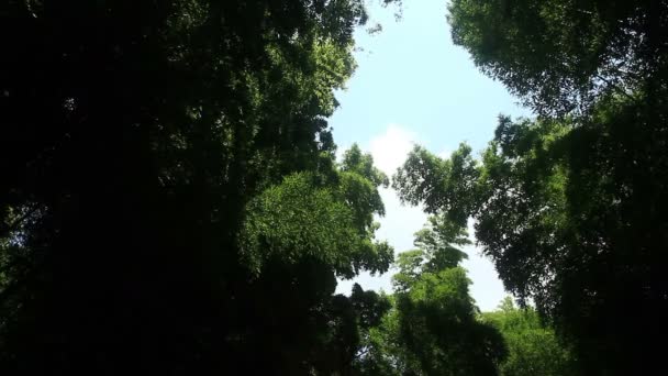 Бамбук Лесу Парке Такебаяси Токио Место Природы Токио Камера Canon — стоковое видео
