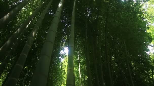 Bambù Nella Foresta Parco Takebayashi Tokyo Una Posizione Naturale Tokyo — Video Stock