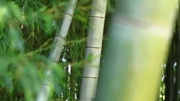 Bambus Lesie Parku Takebayashi Tokio Jego Charakter Lokalizacji Tokio Kamery — Wideo stockowe