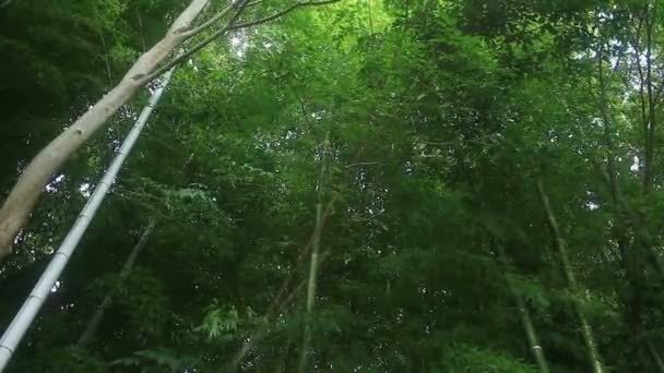 Bambu Takebayashi Park Tokyo Ormandaki Onun Tokyo Doğa Konum Fotoğraf — Stok video
