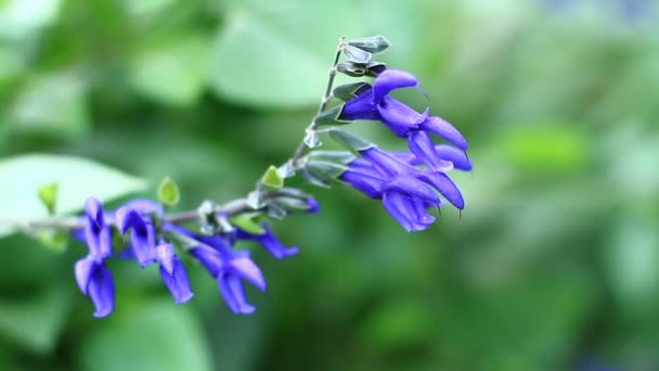 Blume Takebayashi Park Der Nähe Schuss Flachen Fokus Ist Ein — Stockvideo