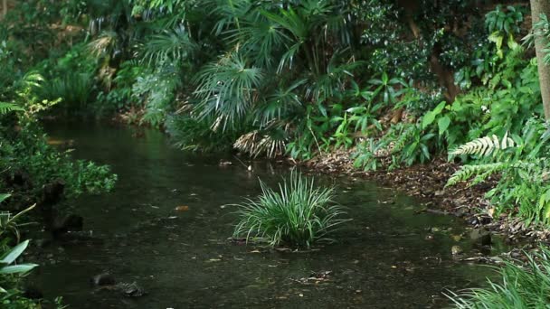 Brook à la forêt Minamisawa à Higashikurume-shi Tokyo / C'est un emplacement naturel à Tokyo. appareil photo : Canon EOS 7D 