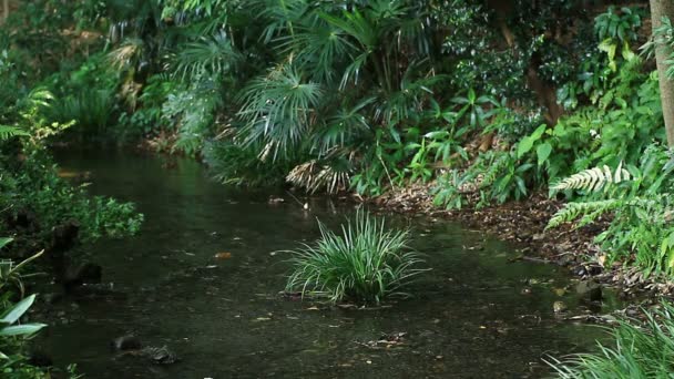 Brook Floresta Minamisawa Higashikurume Shi Tóquio Uma Localização Natural Tóquio — Vídeo de Stock