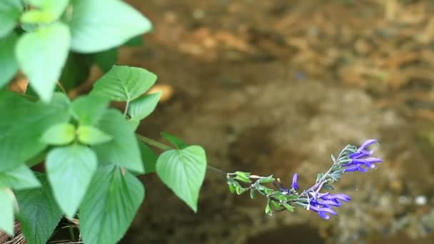 Bäcken Minamisawa Skog Higashikurume Shi Tokyo Dess Ett Natur Läge — Stockvideo