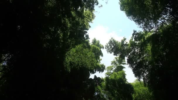 Bamboebos Takebayashi Park Tokio Zijn Een Natuur Locatie Tokio Camera — Stockvideo