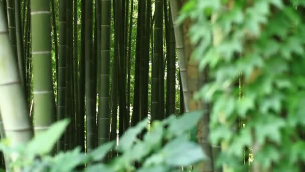 Floresta Bambu Parque Takebayashi Tóquio Uma Localização Natural Tóquio Câmera — Vídeo de Stock