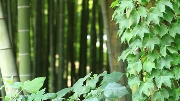 Floresta Bambu Parque Takebayashi Tóquio Uma Localização Natural Tóquio Câmera — Vídeo de Stock