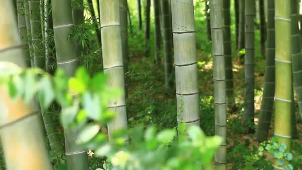 Bambusový Les Takebayashi Park v Tokiu / jeho přírodní lokalita v Tokiu. fotoaparát: Canon Eos 7d