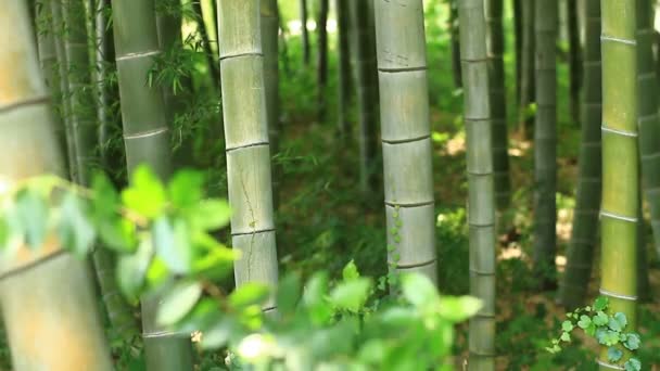 在东京的 Takebayashi 公园的竹林 它在东京的自然位置 摄像头 Eos — 图库视频影像