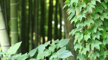 Bambu ormanı Takebayashi Park Tokyo / onun Tokyo doğa konum. fotoğraf makinesi: Canon Eos 7d