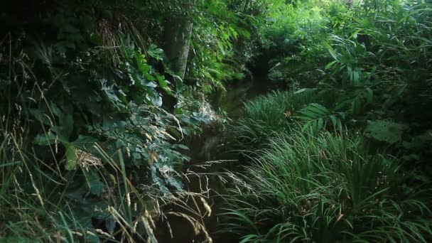 Beek Takebayashi Park Tokio Zijn Een Natuur Locatie Tokio Camera — Stockvideo