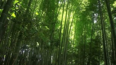 Bambu ormanı Takebayashi Park Tokyo / onun Tokyo doğa konum. fotoğraf makinesi: Canon Eos 7d