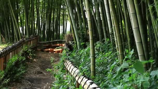 Бамбуковый Лес Парке Такэбаяси Токио Природное Место Токио Камера Canon — стоковое видео