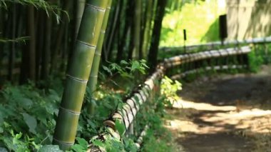 Bambu ormanı Takebayashi Park Tokyo / onun Tokyo doğa konum. fotoğraf makinesi: Canon Eos 7d