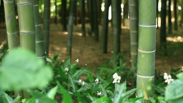 東京の竹林公園の竹の森 その自然の地東京 カメラ キヤノン Eos — ストック動画