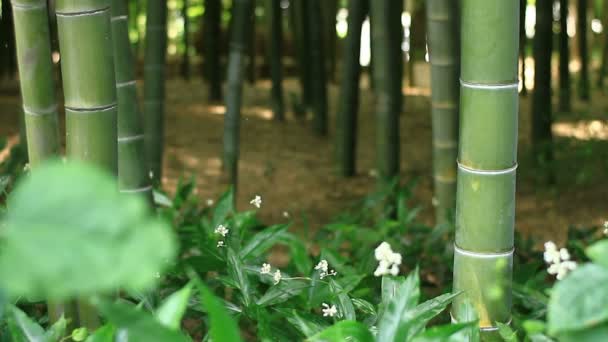 Bosque Bambú Parque Takebayashi Tokio Lugar Natural Tokio Cámara Canon — Vídeos de Stock