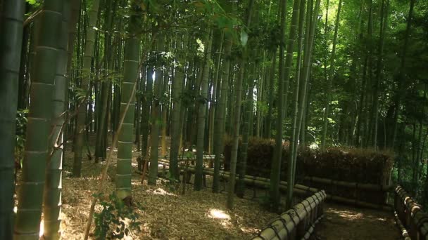 Bambusový Les Takebayashi Park Tokiu Jeho Přírodní Lokalita Tokiu Fotoaparát — Stock video