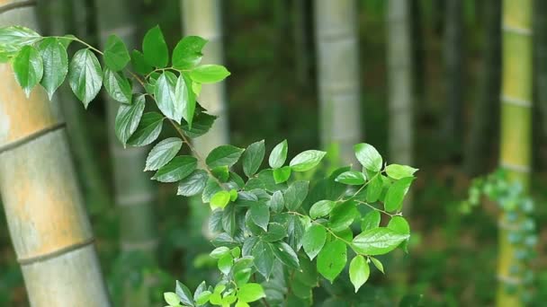 Bamboebos Takebayashi Park Tokio Zijn Een Natuur Locatie Tokio Camera — Stockvideo