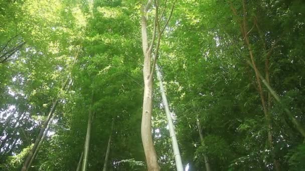 Бамбуковый Лес Парке Такэбаяси Токио Природное Место Токио Камера Canon — стоковое видео