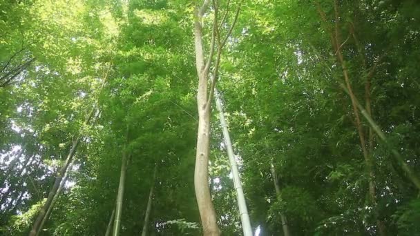 東京の竹林公園の竹の森 その自然の地東京 カメラ キヤノン Eos — ストック動画