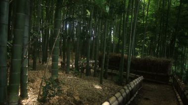Bambu ormanı Takebayashi Park Tokyo / onun Tokyo doğa konum. fotoğraf makinesi: Canon Eos 7d