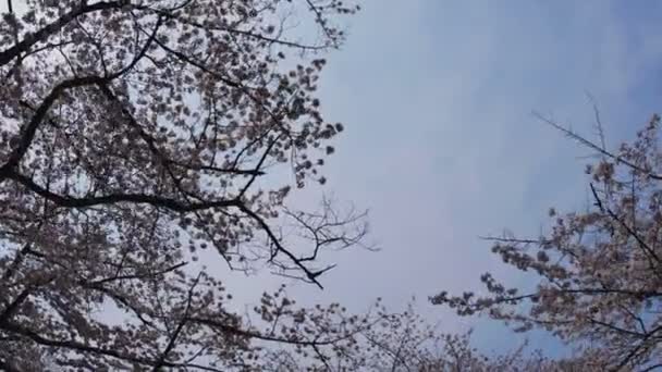 Kersenbloesem Yoyogipark Tokio Tracking Shot Zijn Een Natuur Locatie Het — Stockvideo