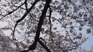 Kiraz çiçeği Yoyogi Park Tokyo izleme çekimde / onun Tokyo park doğa konumda. fotoğraf makinesi: Canon Eos 7d