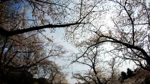 Цветение Вишни Парке Ёёги Токио Отслеживание Выстрела Природное Место Парке — стоковое видео