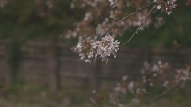 Flor Cerezo Flotante Cerca Del Río Koedo Kawagoe Saitama Una — Vídeo de stock