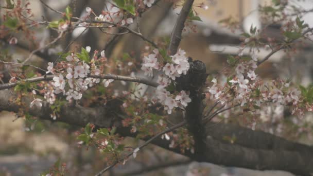 在川越玉的 Koedo 河附近漂浮的樱花盛开 它的樱桃花玉 摄像头 Eos — 图库视频影像
