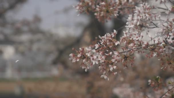 川越小江戸川の近くの桜満開のフローティング その埼玉の桜 カメラ キヤノン Eos — ストック動画