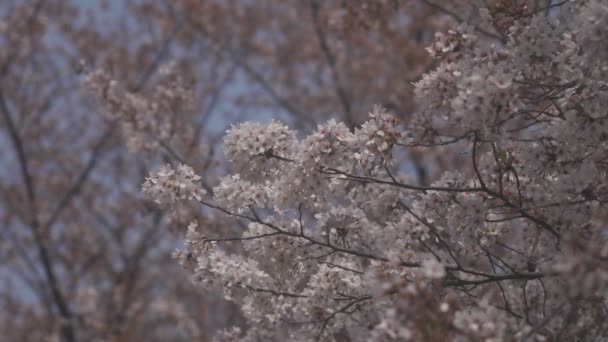 Flottante Fleur Cerisier Près Rivière Koedo Kawagoe Saitama Est Une — Video