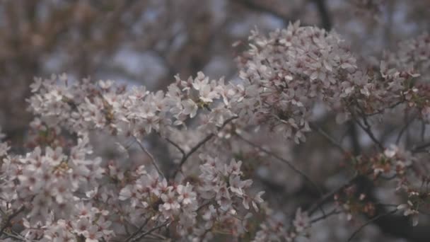 Flor Cerezo Flotante Cerca Del Río Koedo Kawagoe Saitama Una — Vídeo de stock