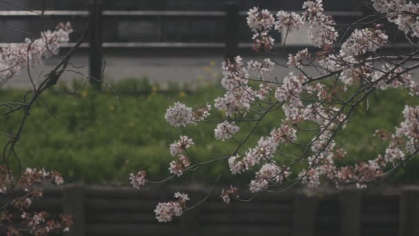 Drijvende Cherry Bloei Buurt Van Koedo Rivier Bij Kawagoe Saitama — Stockvideo