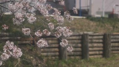 Rotterdam Saitama, Koedo Nehri yakınında kiraz çiçeklenme yüzer / onun Saitama içinde kiraz çiçeği. fotoğraf makinesi: Canon Eos 5d